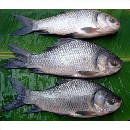 सैल्मन मछली