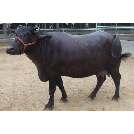 उच्च श्रेणी का मुर्रा भैंस
