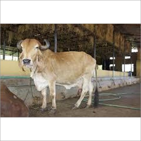 मूल गिर गाय