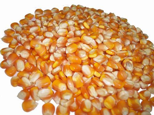 Yellow Maize