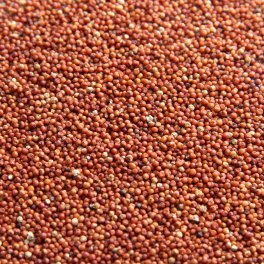 Ragi