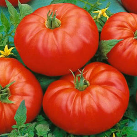 Hybrid Tomato Seeds
