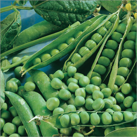 हरी मटर के बीज