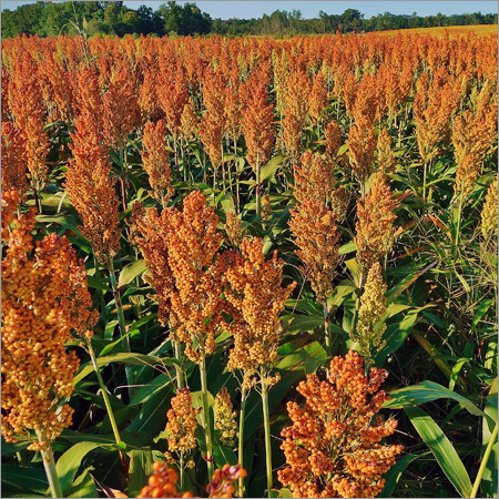 मीठे ज्वार के बीज