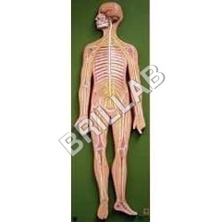 Human Nervous System