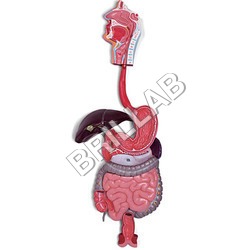 Human Digestive System