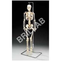 Human Skeleton