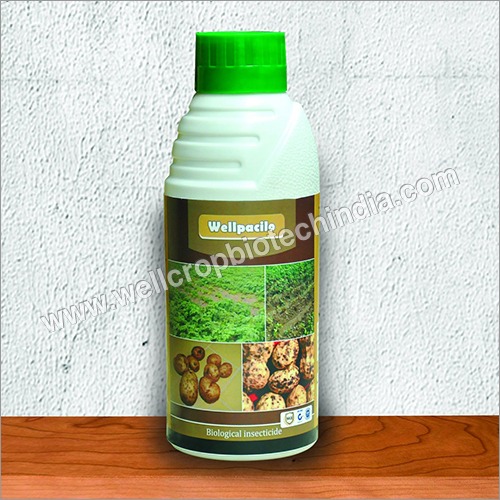 पेसलोमाइसिस लिलासिनस