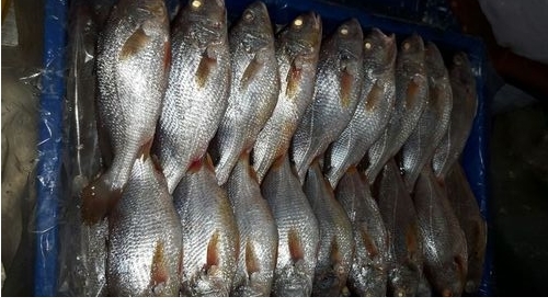 Yellow Fish Croaker