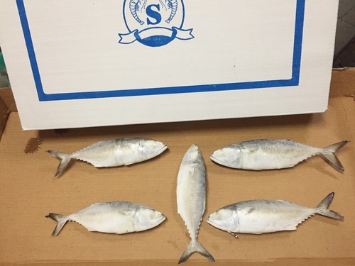 Indian Mackerel Exporter