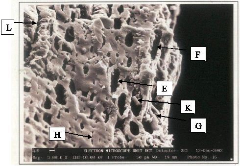 Coconut Shell Activated Carbon - Size 8/16 Mesh | High Abrasion Resistance, Low Ash Content, High Purity, Odor Removal, Water Filtration, Gold Purification