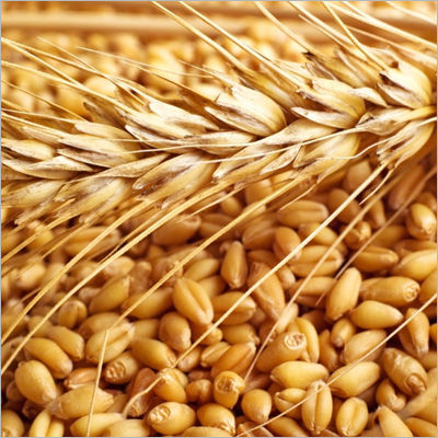 Mp Sharbati Wheat