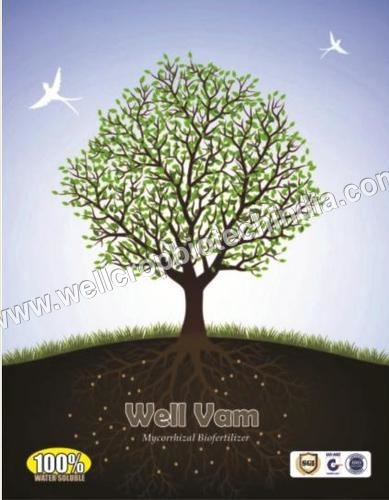 माइकोराइजा