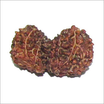 गौरी शंकर रुद्राक्ष