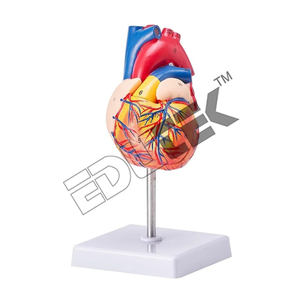 Human Youth Heart