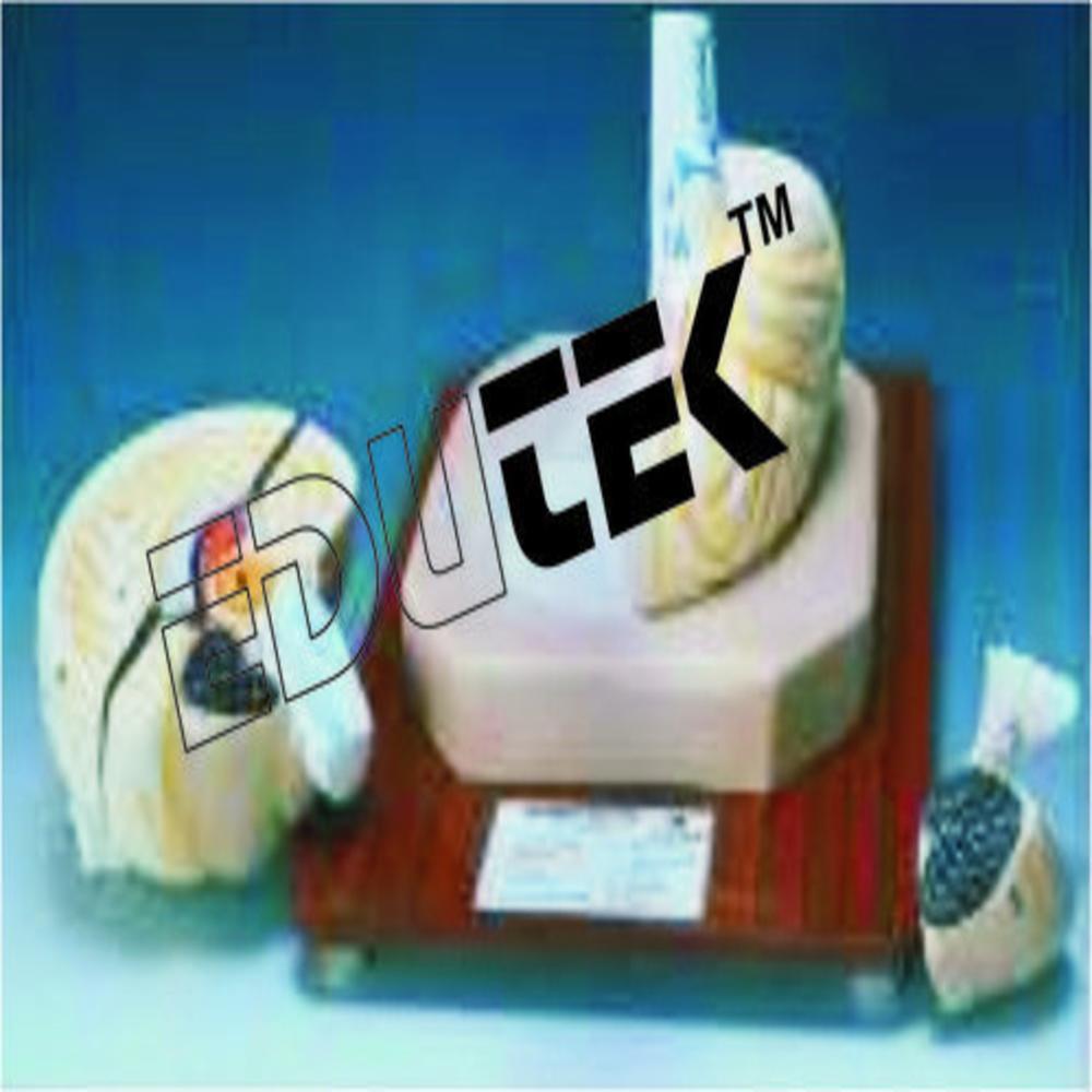 मानव मस्तिष्क मॉडल