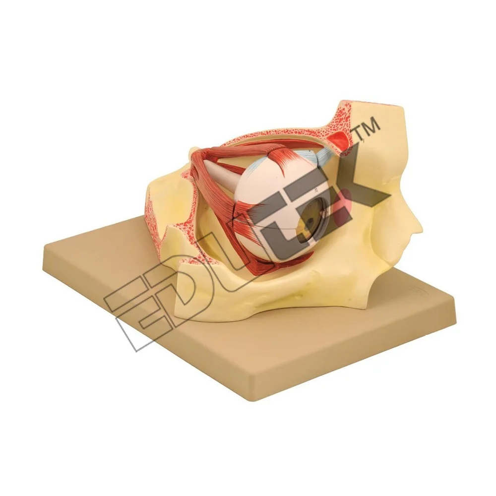 Human Eye In Bony Orbit - Plastic and Resin Model, 3X Enlarged Educational Anatomical Display with Removable Parts and Key Card