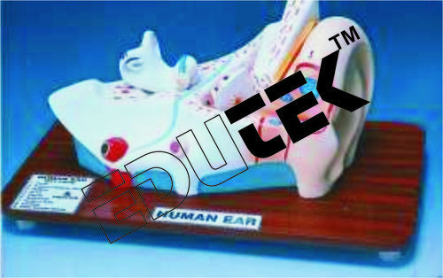 मानव कान के मॉडल