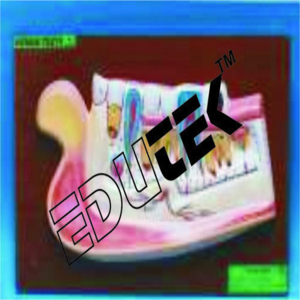 दाँत के साथ मानव निचला जबड़ा