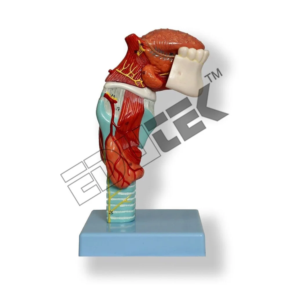 Human Larynx With Tongue