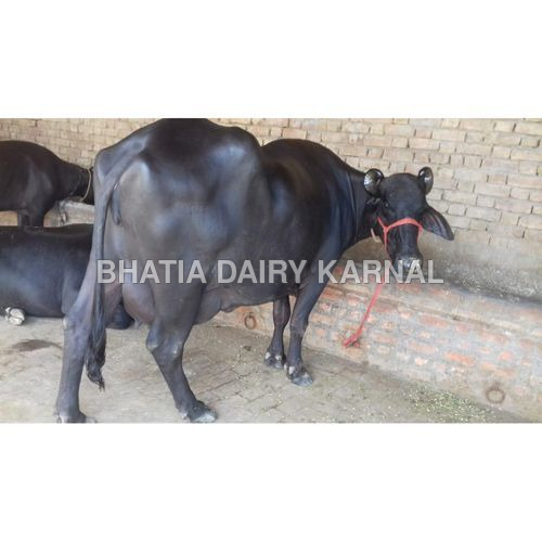 Murrah Buffalo - Black Color, Dairy Farm Suitable | High-Quality Murrah Breed