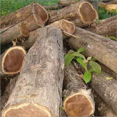 Teak Wood Timber Logs
