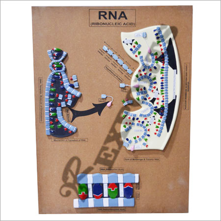 RNA मॉडल