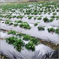 सिल्वर ब्लैक मल्च फिल्म