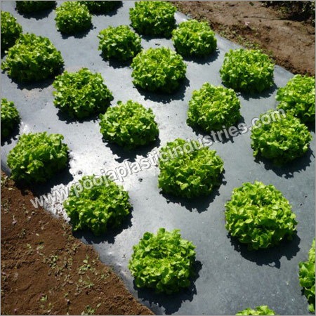 ब्लैक मल्चिंग फिल्म्स