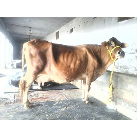 ब्राउन एंड व्हाइट साहीवाल गाय डेयरी फार्म