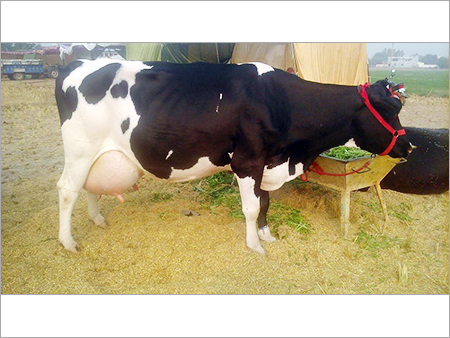 Hf होल्स्टीन फ्राइज़ियन गाय