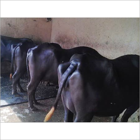 ब्लैक मुर्रा भैंस