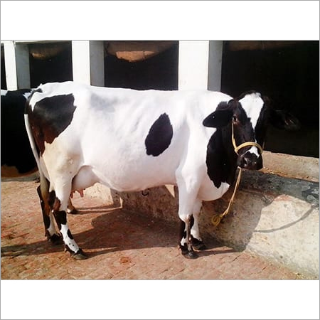 सफेद और काली क्रॉस नस्ल की गायें