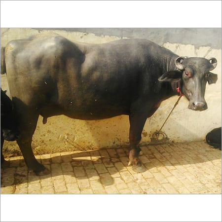 ब्लैक हिसार मुर्रा भैंस