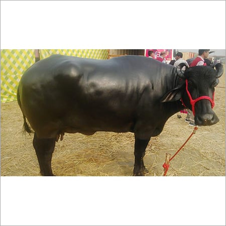 काला मुर्रा भैंस लिंग: महिला