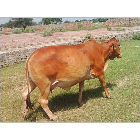 ब्राउन अमेरिकन जर्सी कैटल