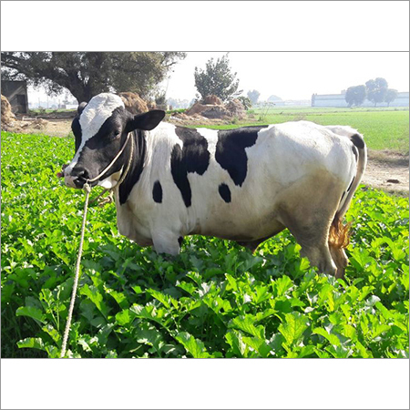Holstein Friesian Cattle - Age: 2-5 Years, Female, Color: White and Black | High Milk Production, Non-Aggressive, Disease-Free, Climate Resilient