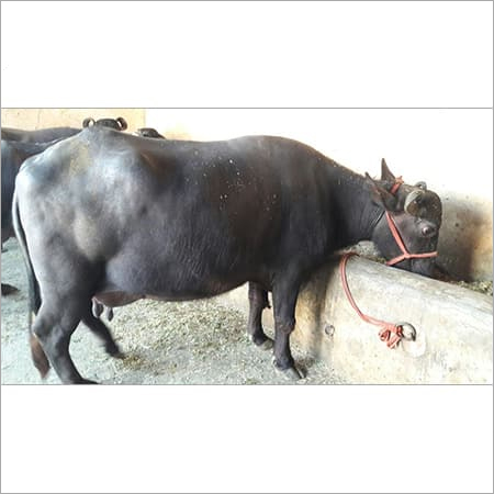 ब्लैक ग्रेडेड मुर्रा भैंस