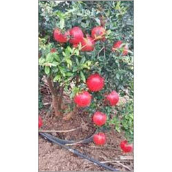 ताजा अनार का फल