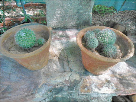 बैरल कैक्टस पौधे