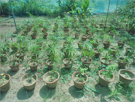 फलों के पेड़ लगाने की प्रक्रिया