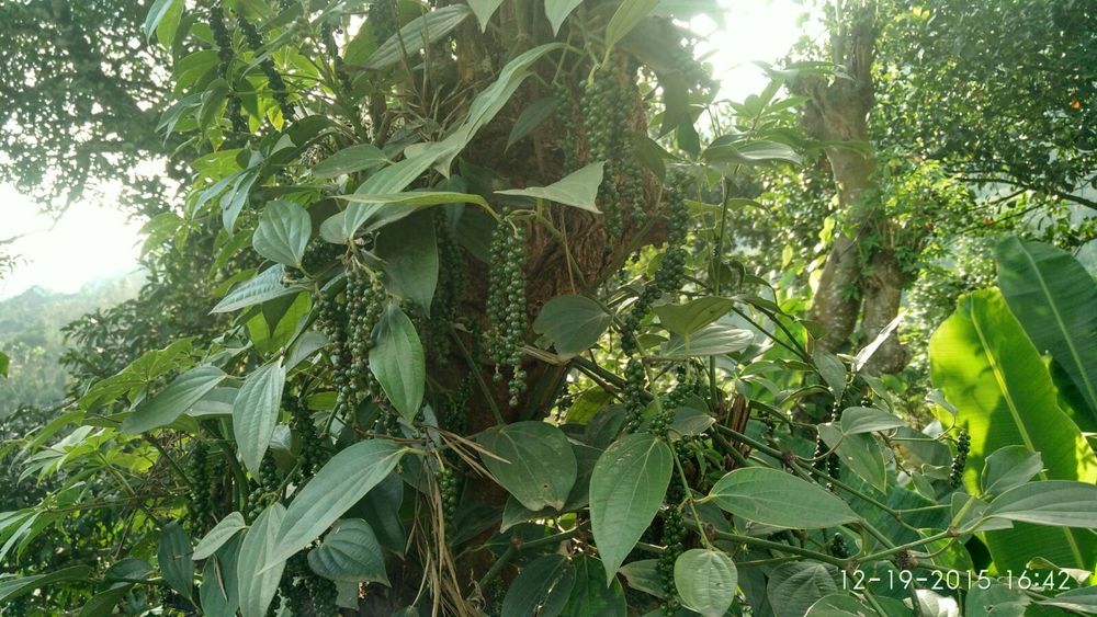 जैविक काली मिर्च मसाला
