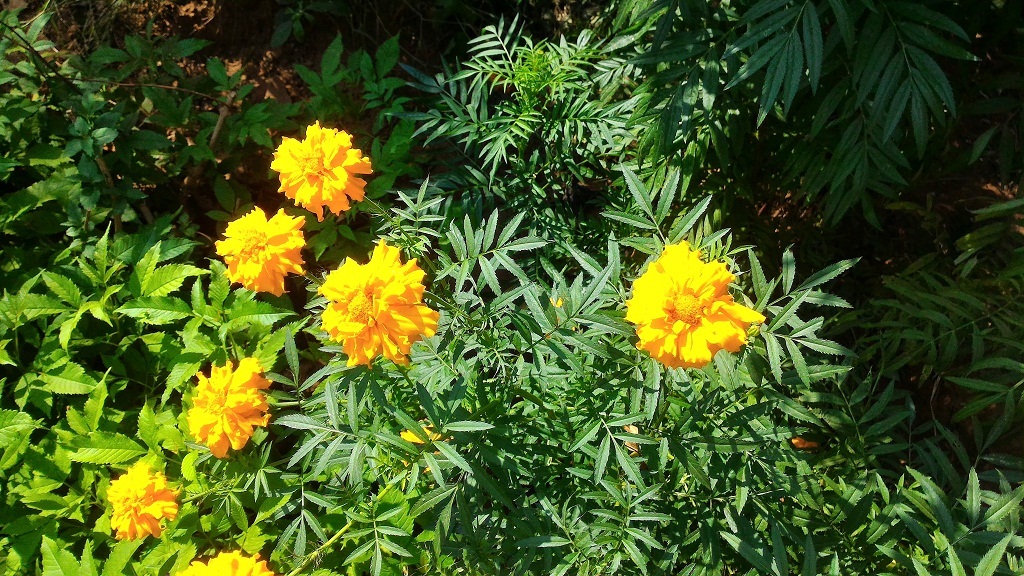 Calendula Flakes - Dried Flower, Yellow Color | Advanced Low Temperature Cold Dried (Ltcd) Technology, Pure & Natural