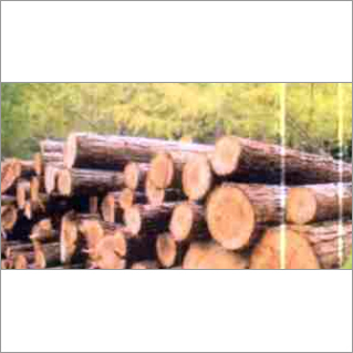 Timber birch