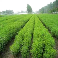 Basil Oil - 100% Pure Essential Oil , Yellow-Brown Color , Extracted via Steam Distillation , Ideal for Spice, Perfumery, Flavor Applications