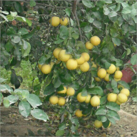 ताजा नींबू