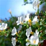 बकोपा निकाल