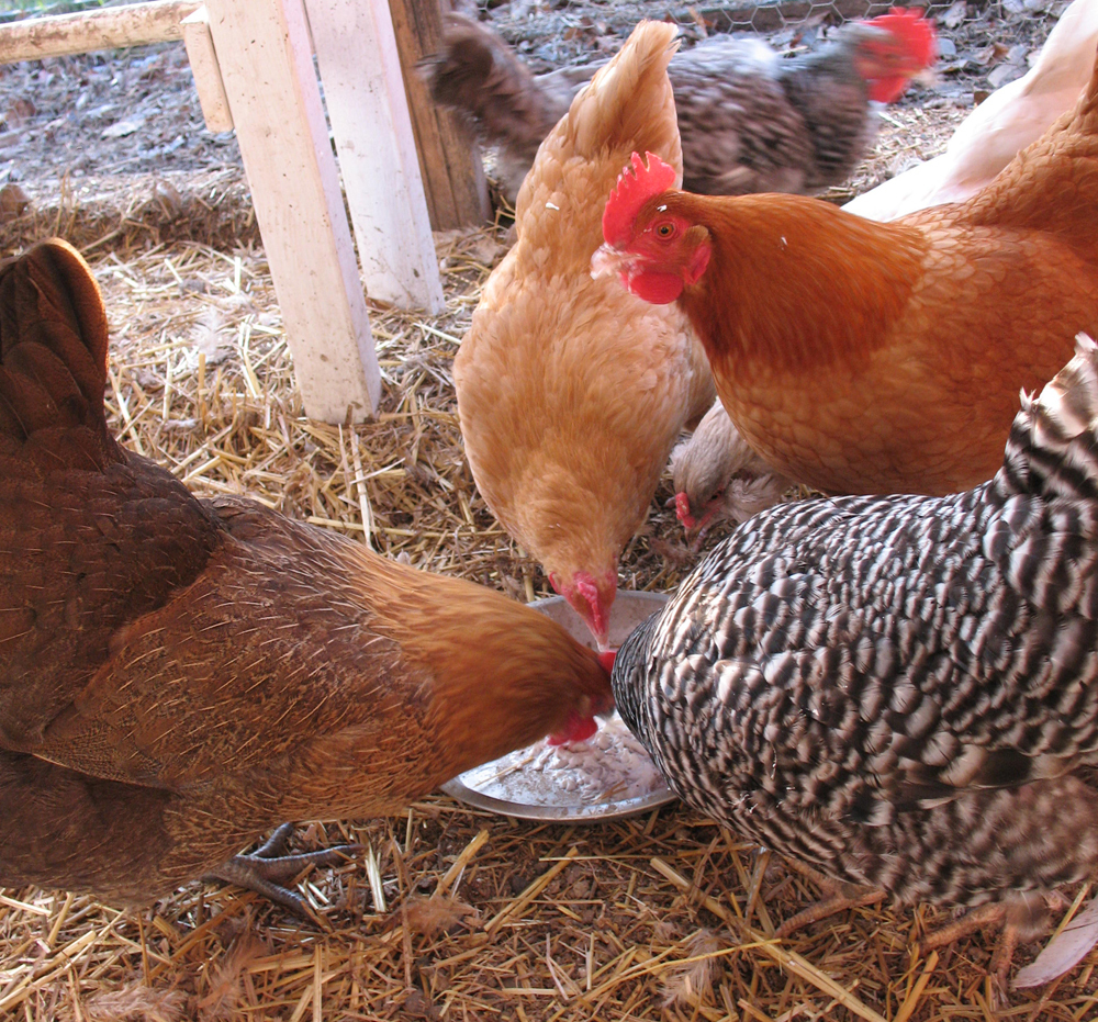 Broiler Chicken Finisher Feed Application: Water