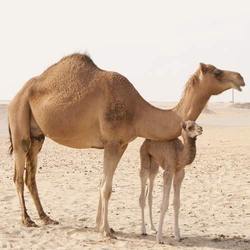 Brown Camel Breeder Feed