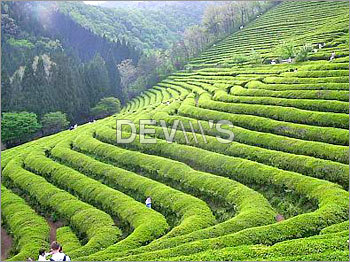 ऑर्गेनिक चाय की पत्तियाँ